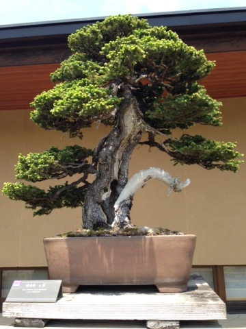 http://www.joqr.co.jp/ana/20150502_bonsai_03_360x480.JPG