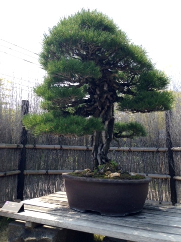 http://www.joqr.co.jp/ana/20150502_bonsai_04_360x480.JPG