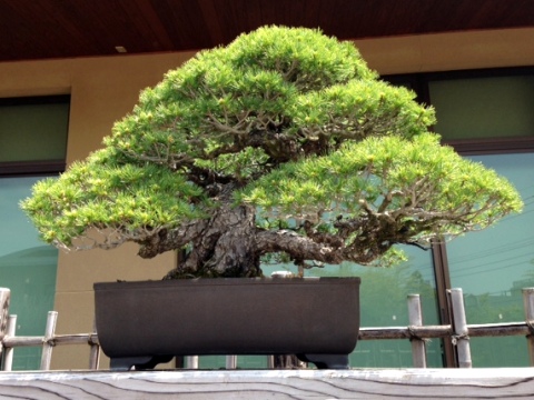 http://www.joqr.co.jp/ana/20150502_bonsai_05_480x360.JPG