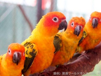 コガネメキシコインコ ㈰.jpg