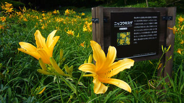 1280px-Rokko_alpine_botanical_garden05s1920.jpg