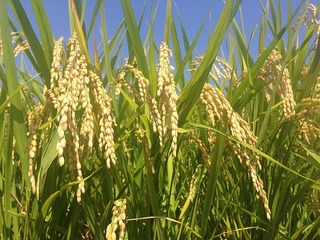 ear-of-rice-1353609_640.jpg