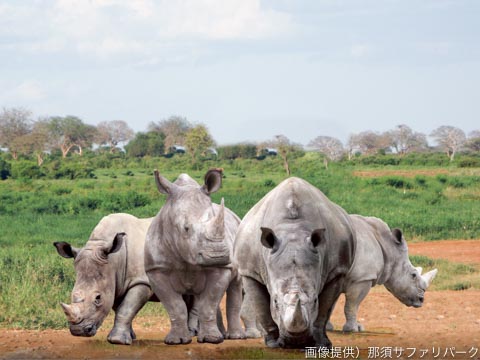 white rhinoceros.jpg