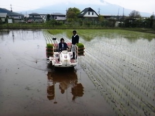 黒米の田植え