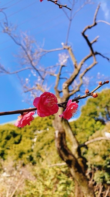 20210107ume.JPG