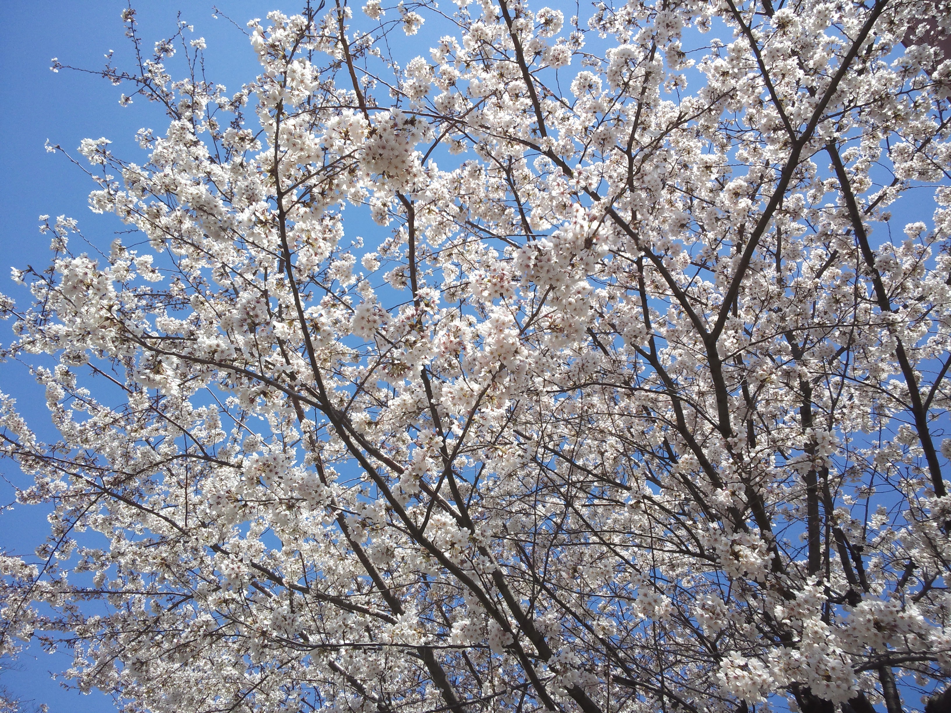 桜