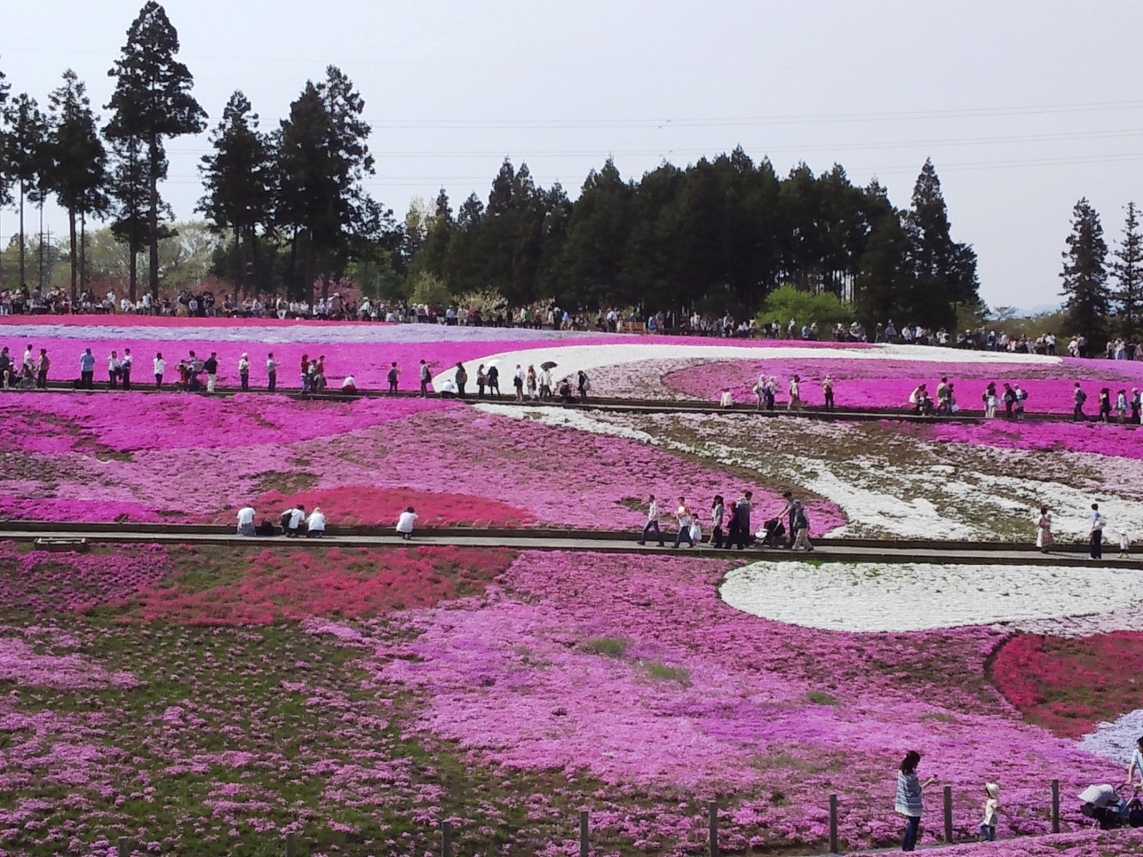 芝桜