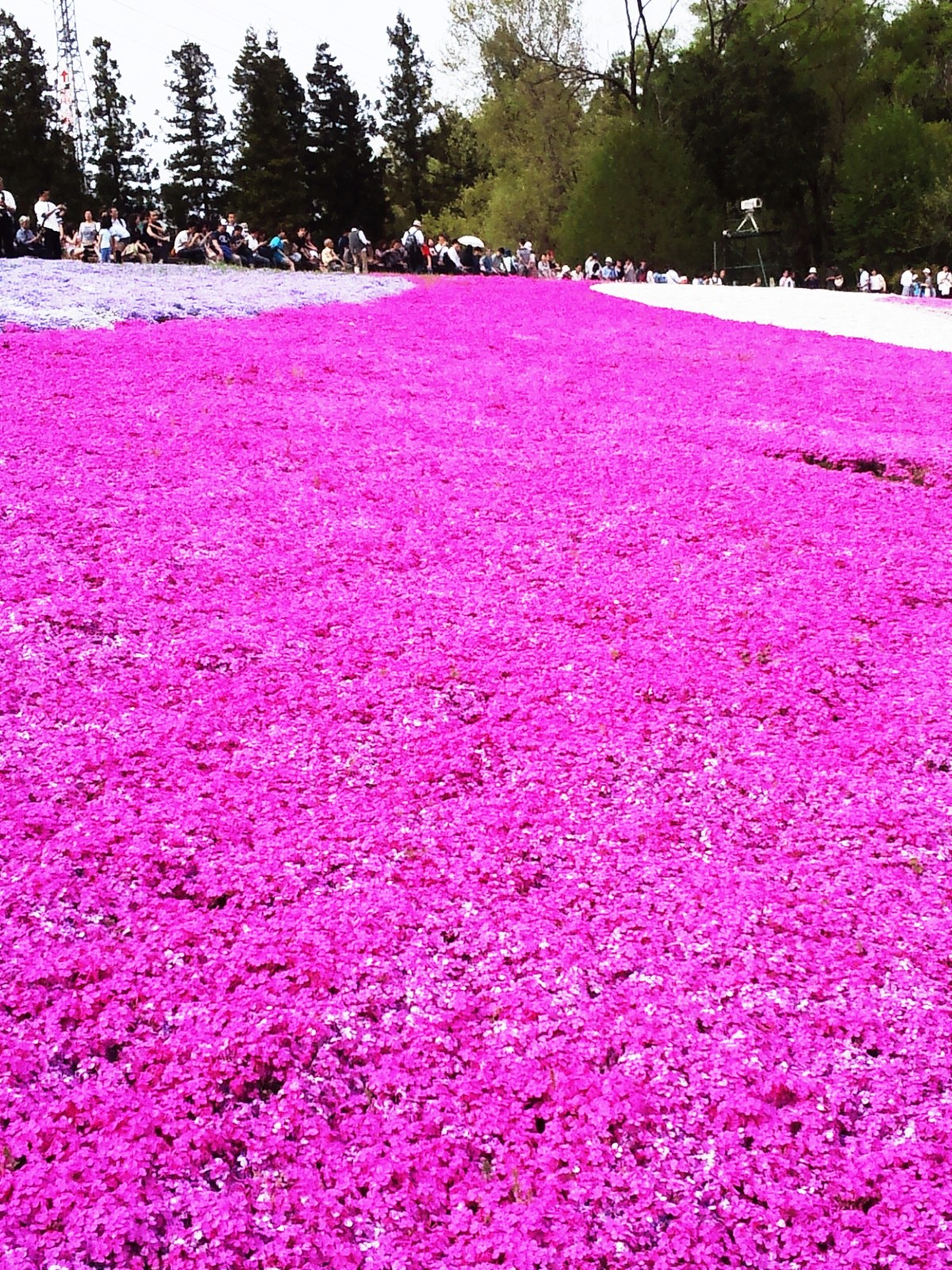 芝桜