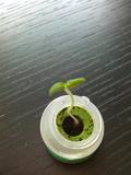 greencapsule04.JPG