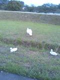 swan01.JPG