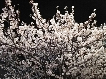 夜桜