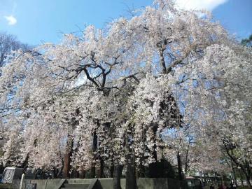 増上寺しだれ桜