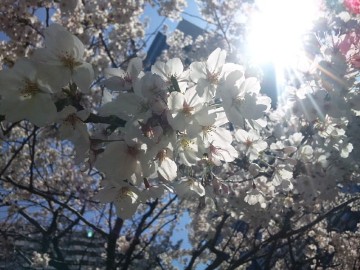 桜と木漏れ日