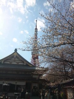 東京タワーとソメイヨシノ
