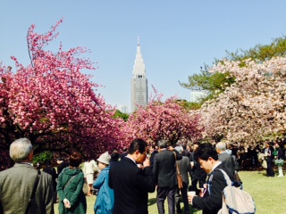 SAKURA 2015.JPG