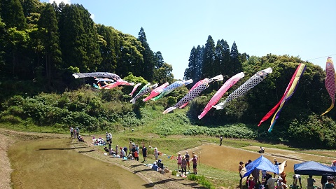 田植え・こいのぼり.jpg