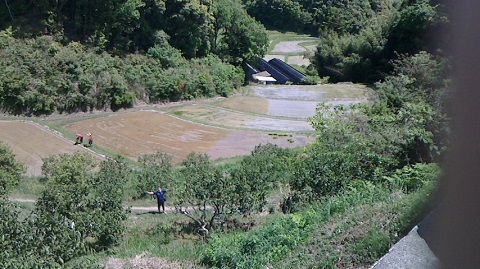 田植え2-2.jpg