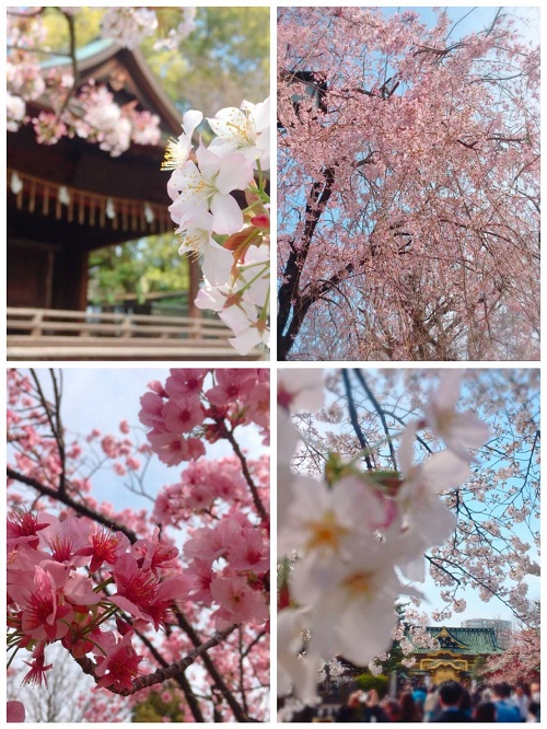 mikasan上野桜 (1).jpg