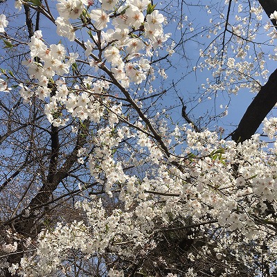 mikasan上野桜 (2).jpg