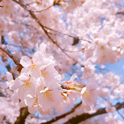 mikasan2018hanami (2).jpg