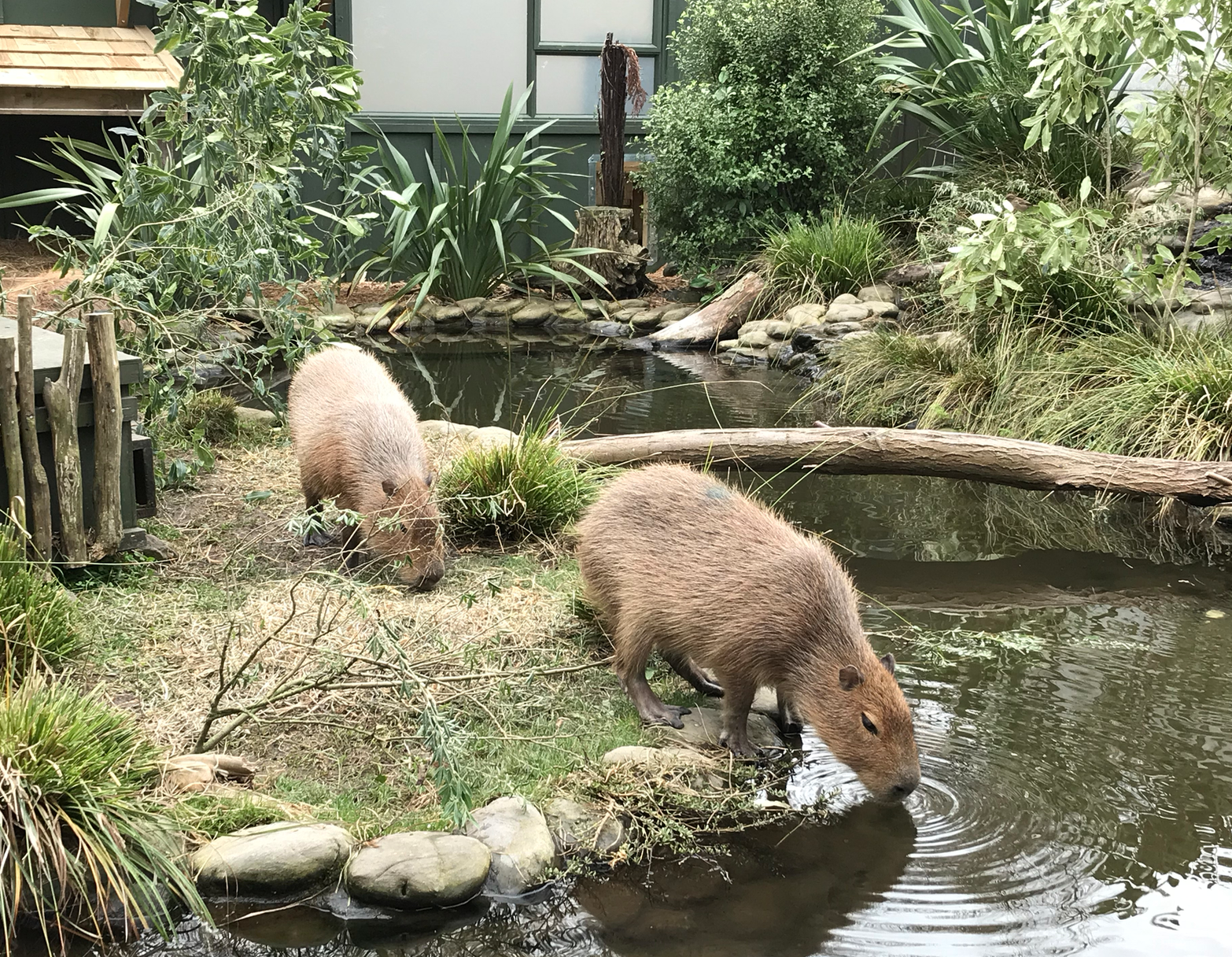 動物園カピパラ.png