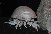 ダイオウグソクムシ