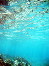 海の中