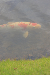淡水魚