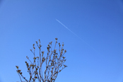 飛行機