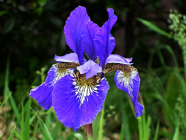 いずれアヤメかカキツバタ！ - 文化放送ライオンズナイタースペシャル