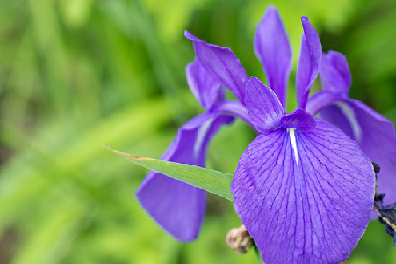 いずれアヤメかカキツバタ！ - 文化放送ライオンズナイタースペシャル