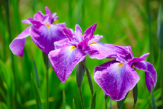 いずれアヤメかカキツバタ！ - 文化放送ライオンズナイタースペシャル