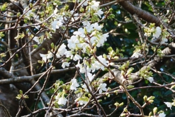 大島桜.JPG