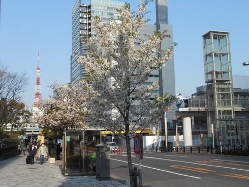 文化放送の前の桜は葉桜.JPG