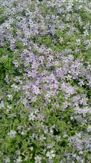 地に咲く桜