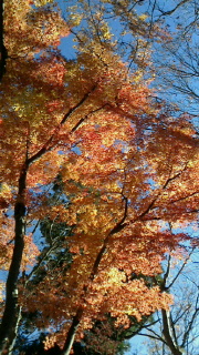 高尾山私的ベスト紅葉！