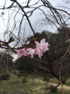 花は咲く