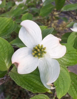 花言葉は