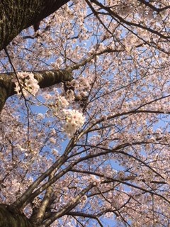 今年も会えた