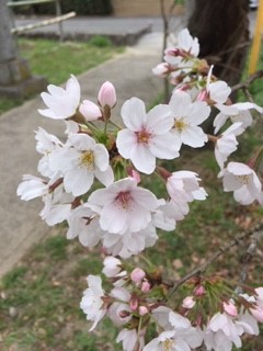 今年も咲いたよ