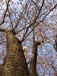それでも桜（はな）は咲く