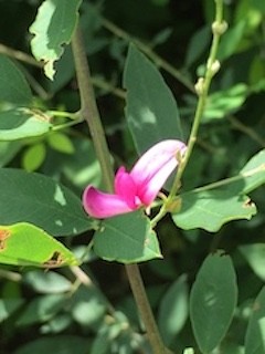 秋の花チラホラ