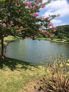 空と緑と百日紅