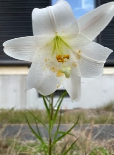 命は続き　返り花