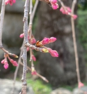 今年も弾けます！