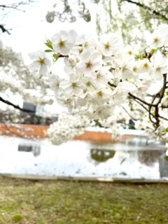 大島桜の白さも素敵