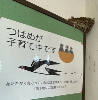 ツバメに優しい駅