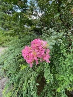 まだまだ夏盛り