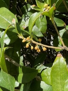 今年も優しく香る花