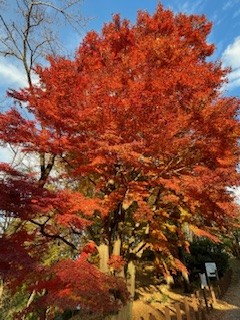 青空に赤く燃える